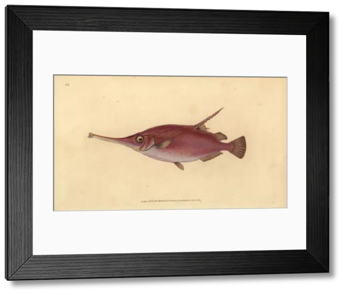 Framed Print : Longspine snipefish, Macroramphosus scolopaX Framed Print : Longspine snipefish, Macroramphosus scolopaX
