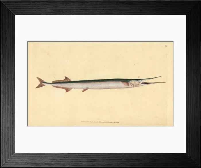 Framed Print : Garfish or sea needle, Belone belone Framed Print : Garfish or sea needle, Belone belone