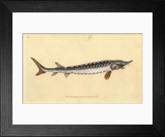 Framed Print : European or common sturgeon, Acipenser sturio Framed Print : European or common sturgeon, Acipenser sturio