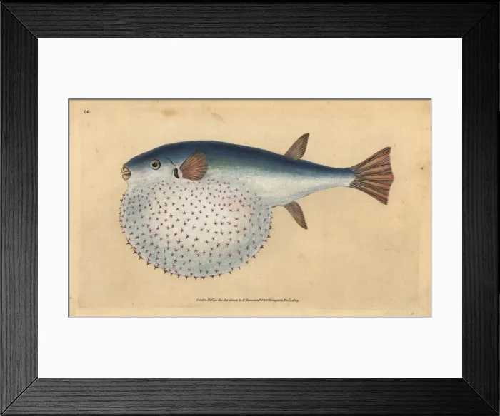 Framed Print : Oceanic puffer, Lagocephalus lagocephalus Framed Print : Oceanic puffer, Lagocephalus lagocephalus