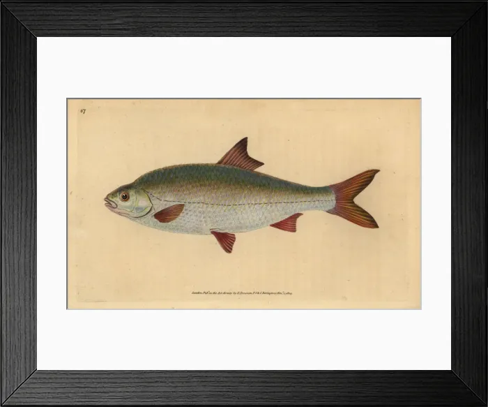 Framed Print : Roach, Rutilus rutilus Framed Print : Roach, Rutilus rutilus