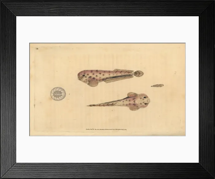 Framed Print : Montagus sea snail, Liparis montagui Framed Print : Montagus sea snail, Liparis montagui