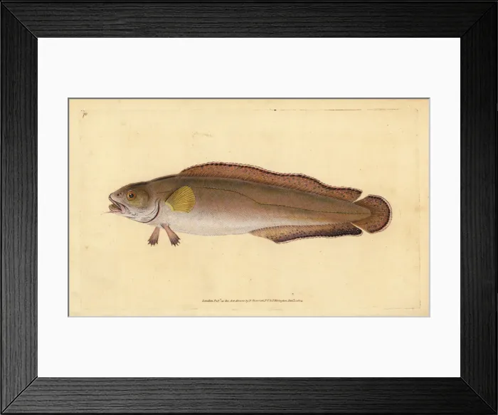 Framed Print : Cusk or tusk, Brosme brosme Framed Print : Cusk or tusk, Brosme brosme