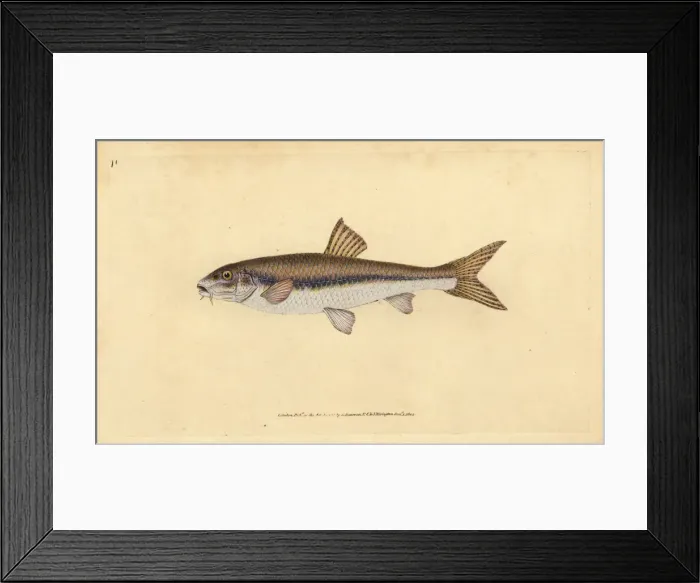 Framed Print : Gudgeon, Gobio gobio