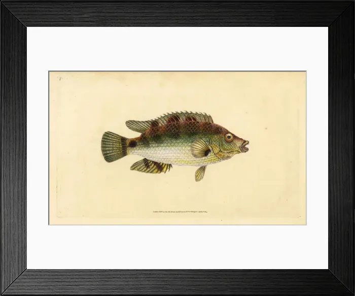 Framed Print : Corkwing wrasse, Symphodus melops Framed Print : Corkwing wrasse, Symphodus melops