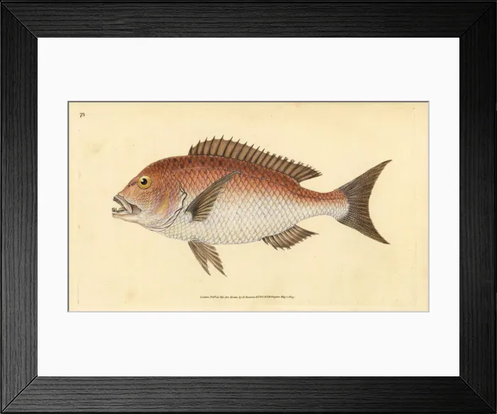 Framed Print : Common dentex, Dentex dentex. Vulnerable Framed Print : Common dentex, Dentex dentex. Vulnerable