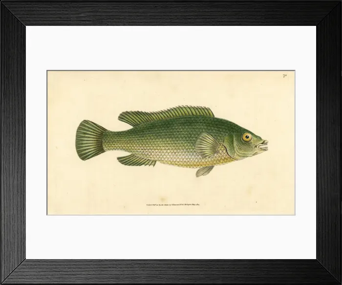Framed Print : Cuckoo wrasse, Labrus mixtus Framed Print : Cuckoo wrasse, Labrus mixtus