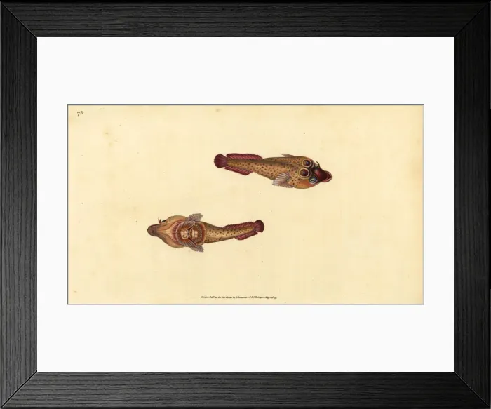 Framed Print : Cornish sucker, Lepadogaster purpurea Framed Print : Cornish sucker, Lepadogaster purpurea