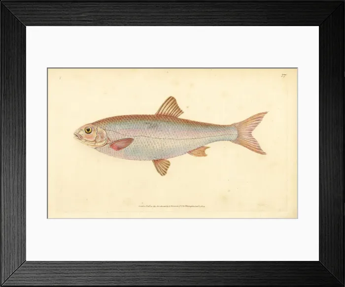 Framed Print : Dace, Leuciscus leuciscus Framed Print : Dace, Leuciscus leuciscus