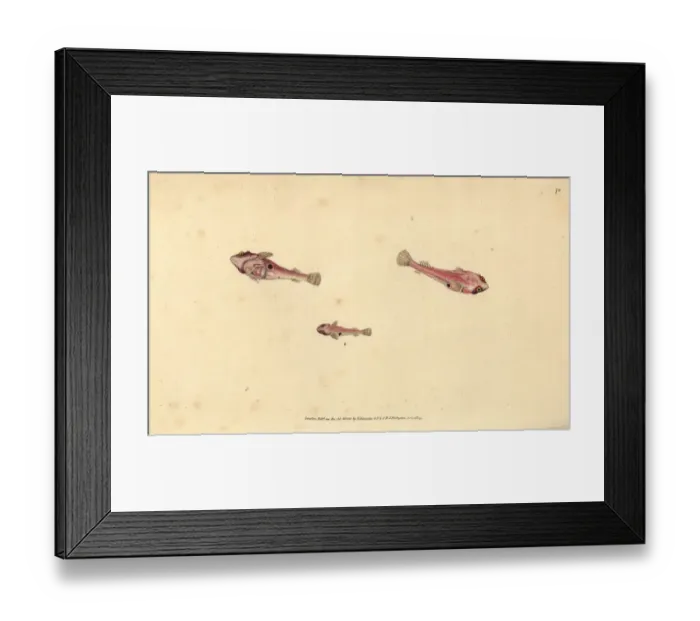 Framed Print : Two-spotted clingfish, Diplecogaster bimaculata bimaculata Framed Print : Two-spotted clingfish, Diplecogaster bimaculata bimaculata