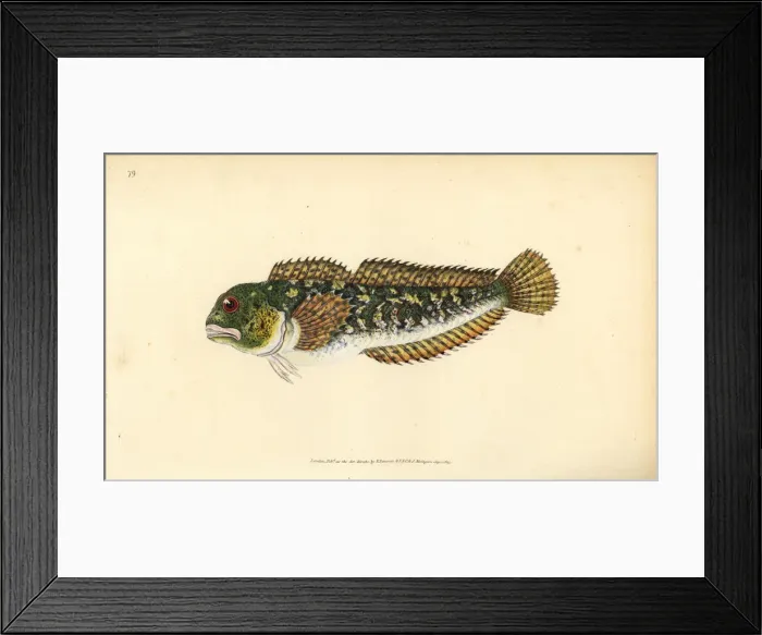 Framed Print : Shanny, Lipophrys pholis Framed Print : Shanny, Lipophrys pholis