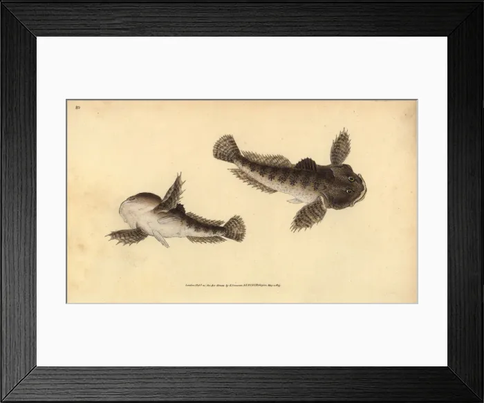 Framed Print : Bullhead, Cottus gobio Framed Print : Bullhead, Cottus gobio