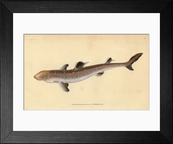 Framed Print : Spiny dogfish, Squalus acanthias. Vulnerable Framed Print : Spiny dogfish, Squalus acanthias. Vulnerable