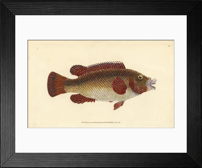 Framed Print : East Atlantic peacock wrasse, Symphodus tinca Framed Print : East Atlantic peacock wrasse, Symphodus tinca