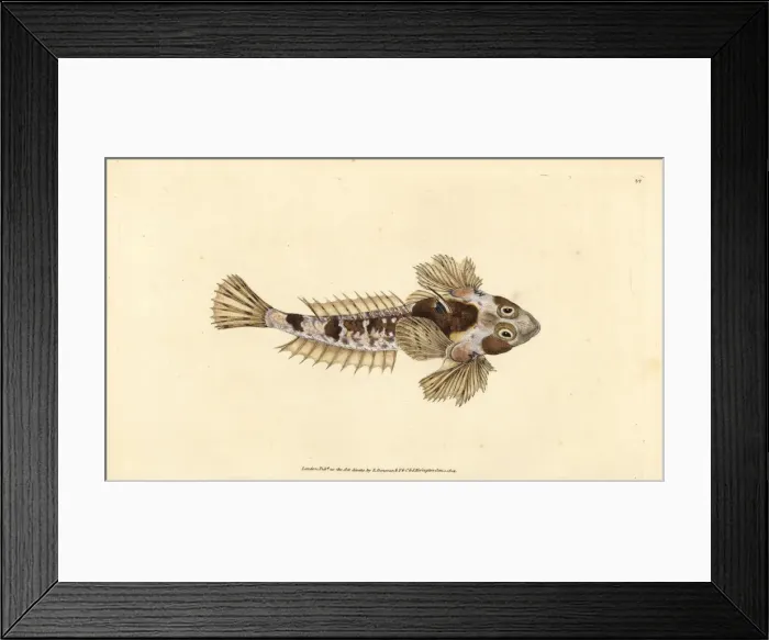 Framed Print : Dragonet, Callionymus lyra Framed Print : Dragonet, Callionymus lyra