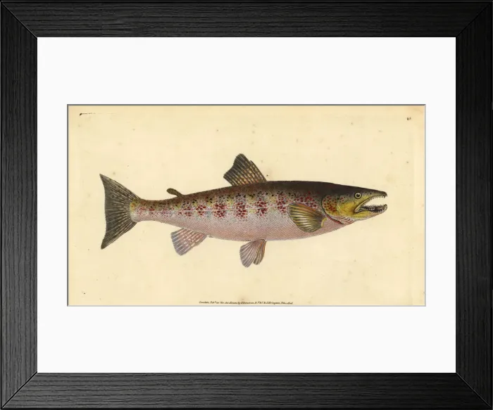 Framed Print : Brown trout, Salmo trutta fario Framed Print : Brown trout, Salmo trutta fario