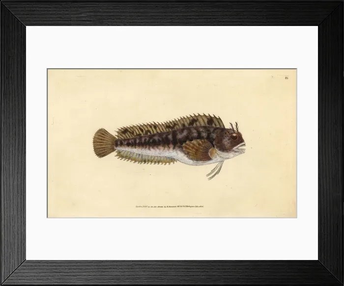 Framed Print : Tompot blenny, Parablennius gattorugine Framed Print : Tompot blenny, Parablennius gattorugine