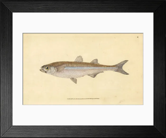 Framed Print : Mediterranean sand smelt, Atherina hepsetus Framed Print : Mediterranean sand smelt, Atherina hepsetus
