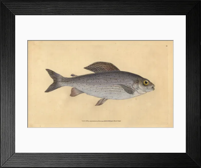 Framed Print : Grayling, Thymallus thymallus Framed Print : Grayling, Thymallus thymallus