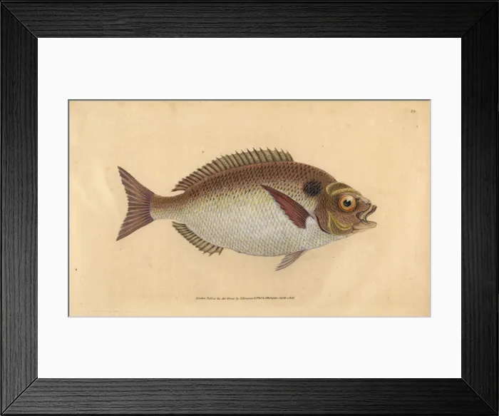 Framed Print : Gilt-head seabream, Sparus aurata Framed Print : Gilt-head seabream, Sparus aurata