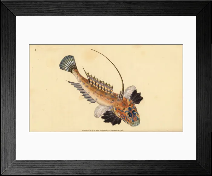 Framed Print : Dragonet, Callionymus lyra Framed Print : Dragonet, Callionymus lyra