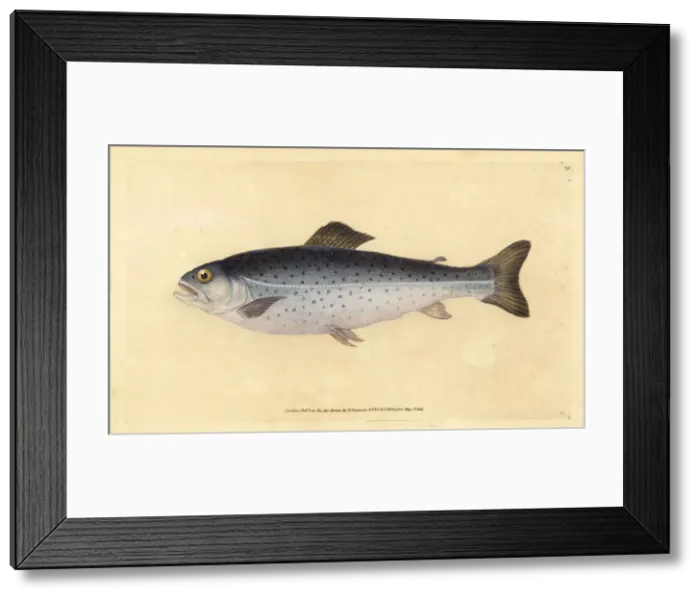 Framed Print : Brown trout, Salmo trutta Framed Print : Brown trout, Salmo trutta