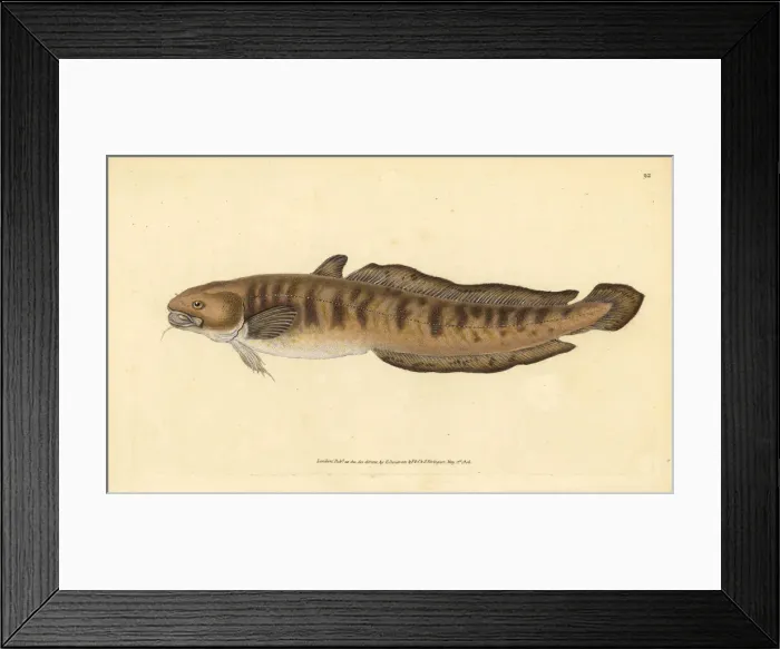 Framed Print : Burbot, Lota lota Framed Print : Burbot, Lota lota