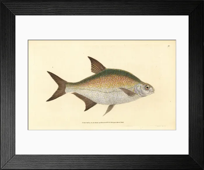 Framed Print : Bream, Abramis brama Framed Print : Bream, Abramis brama