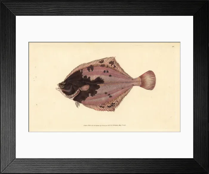 Framed Print : European flounder, Platichthys flesus Framed Print : European flounder, Platichthys flesus