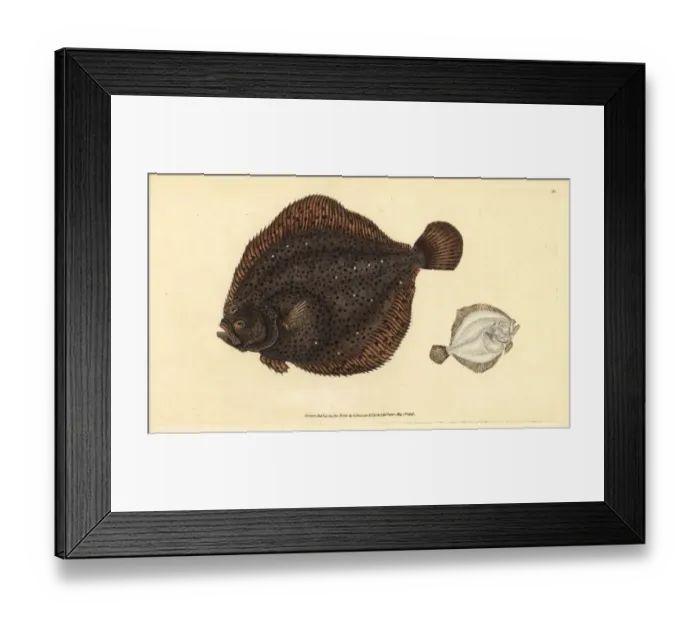 Framed Print : Brill or pearl, Scophthalmus rhombus Framed Print : Brill or pearl, Scophthalmus rhombus