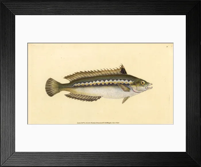 Framed Print : Mediterranean rainbow wrasse, Coris julis Framed Print : Mediterranean rainbow wrasse, Coris julis
