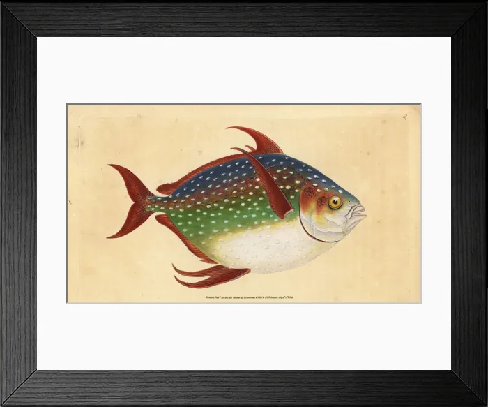 Framed Print : Opah or king fish, Lampris guttatus Framed Print : Opah or king fish, Lampris guttatus