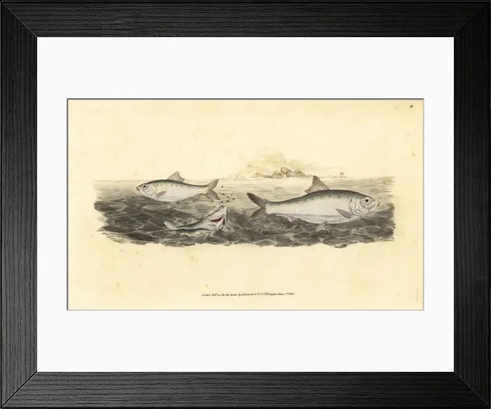 Framed Print : Allis shad, Alosa alosa Framed Print : Allis shad, Alosa alosa