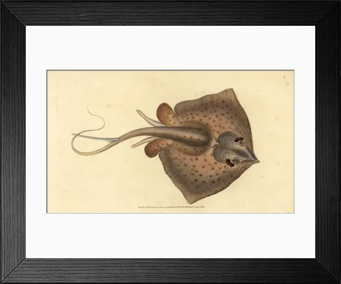 Framed Print : Common stingray, Dasyatis pastinaca Framed Print : Common stingray, Dasyatis pastinaca