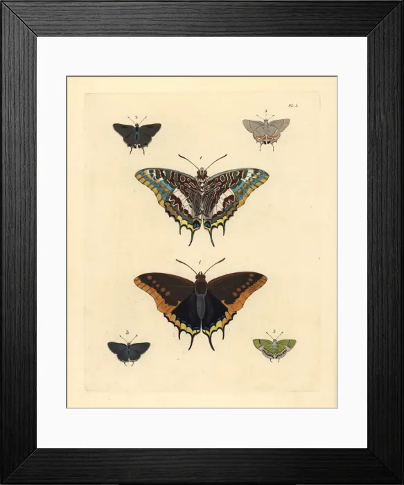 Framed Print : Pasha and hairstreak butterflies Framed Print : Pasha and hairstreak butterflies