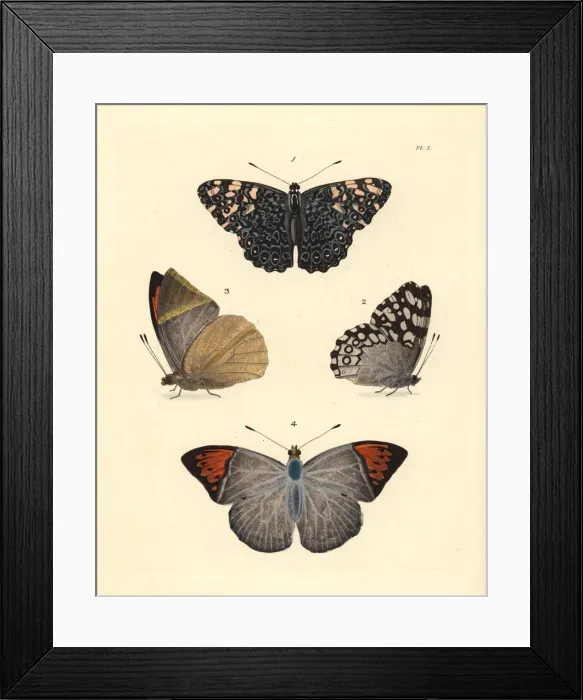 Framed Print : Variable cracker and Indian orange-tip butterfly Framed Print : Variable cracker and Indian orange-tip butterfly