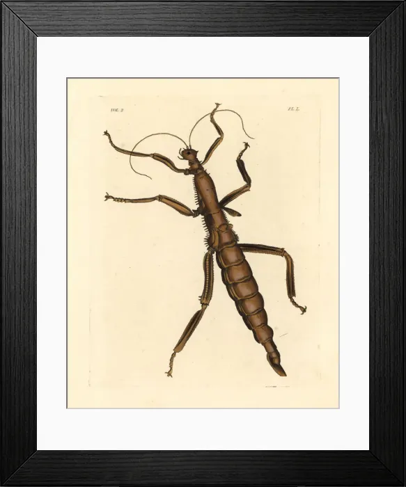 Framed Print : Giant stick insect, Phasma gigas Framed Print : Giant stick insect, Phasma gigas