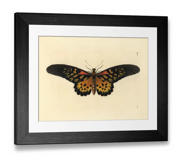 Framed Print : Giant African swallowtail butterfly, Papilio antimachus