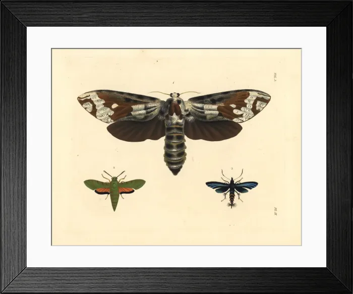 Framed Print : Strigocossus crassa, Basiothia medea Framed Print : Strigocossus crassa, Basiothia medea