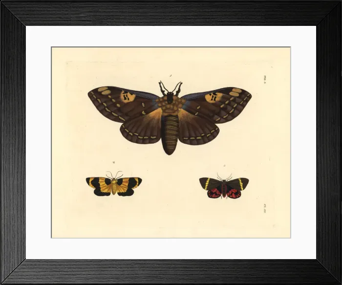 Framed Print : Citheronia laocoon, Eudesmia menea, and Curoba Framed Print : Citheronia laocoon, Eudesmia menea, and Curoba