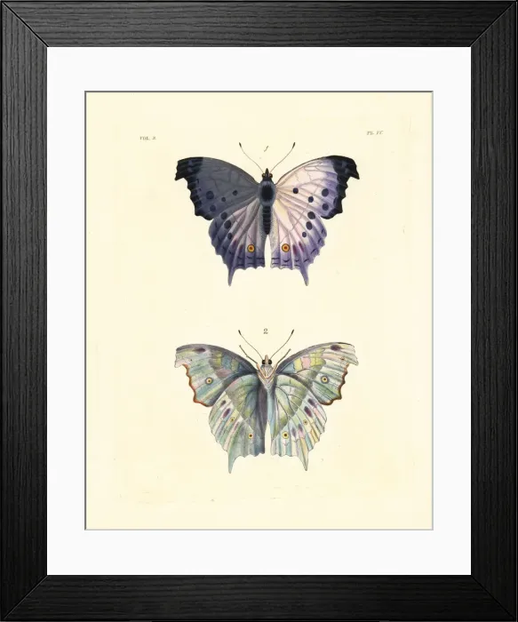 Framed Print : Clouded mother of pearl butterfly, Protogoniomorpha Framed Print : Clouded mother of pearl butterfly, Protogoniomorpha