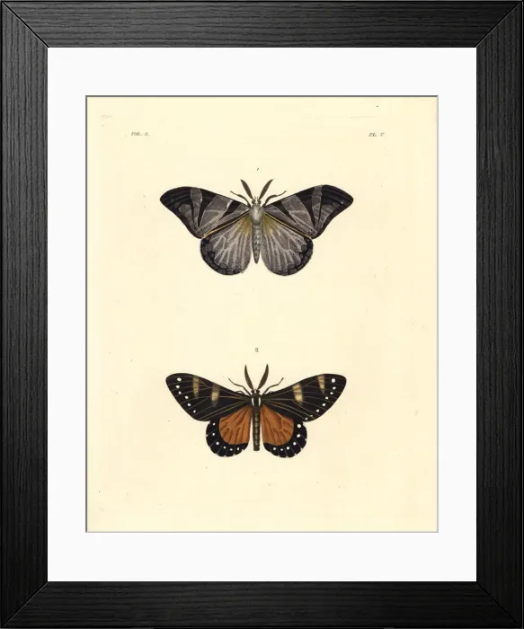 Framed Print : Otroeda cafra and and Otroeda nerina moths Framed Print : Otroeda cafra and and Otroeda nerina moths