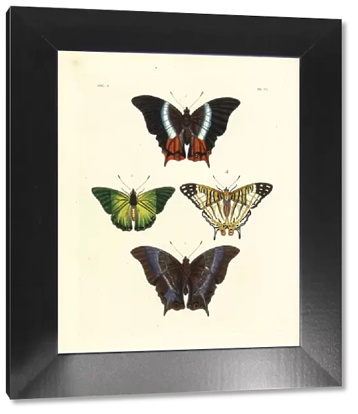 White-banded palla, green charaxes and African map butterfly