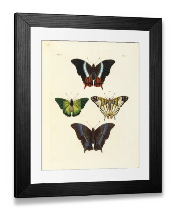 Framed Print : White-banded palla, green charaxes and African map butterfly Framed Print : White-banded palla, green charaxes and African map butterfly