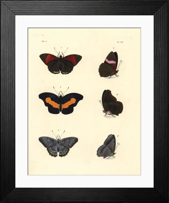Framed Print : Pink-banded sister, orange-banded shoemaker Framed Print : Pink-banded sister, orange-banded shoemaker