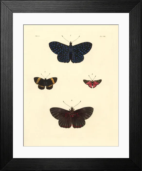 Framed Print : Cracker butterfly, Hamadryas arethusa, Panara Framed Print : Cracker butterfly, Hamadryas arethusa, Panara