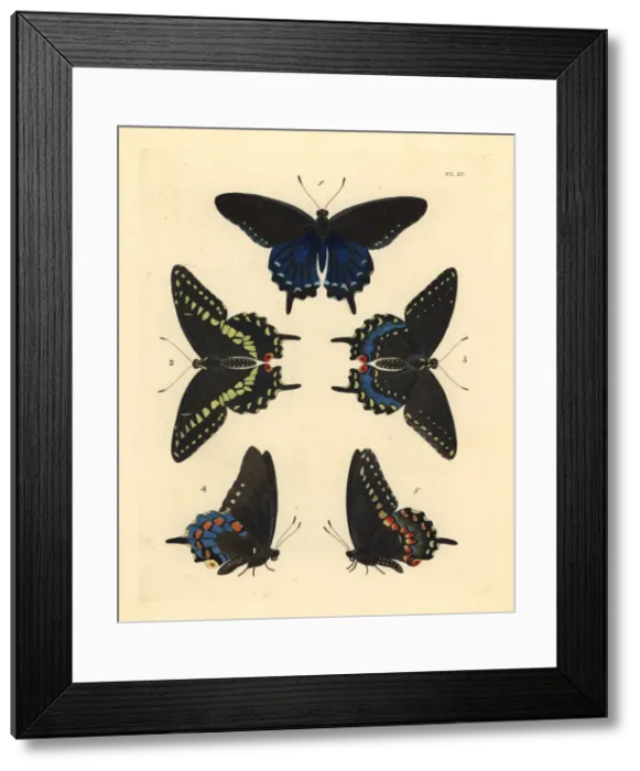 Framed Print : Pipevine and black swallowtwail butterflies Framed Print : Pipevine and black swallowtwail butterflies