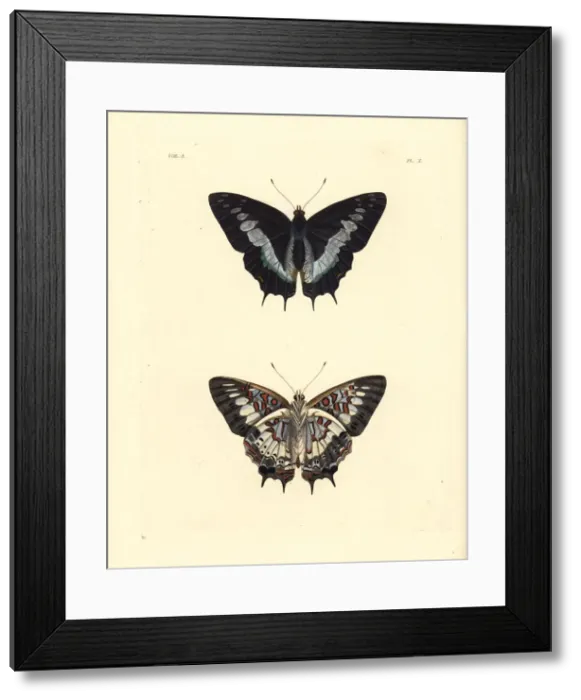 Framed Print : Scarce forest emperor, Charaxes etesipe Framed Print : Scarce forest emperor, Charaxes etesipe