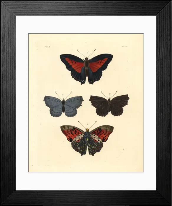 Framed Print : Shining red charaxes and Biblis ariadne? Framed Print : Shining red charaxes and Biblis ariadne?