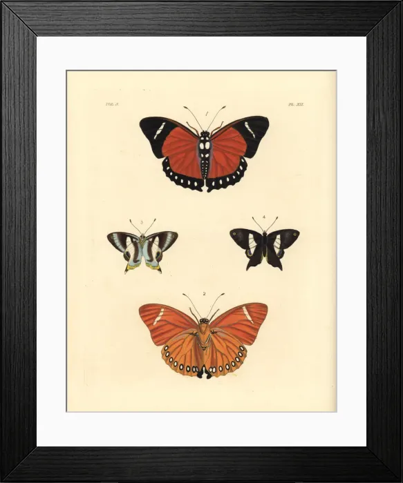 Framed Print : Eleus orange forester and Neaves banded judy butterfly Framed Print : Eleus orange forester and Neaves banded judy butterfly